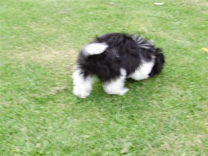 Shih tzu Rikke billede 5