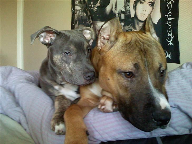 Amerikansk staffordshire terrier Thorvald - igen med Charlie :) <3 billede 20