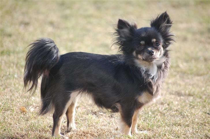 Chihuahua Selena billede 13