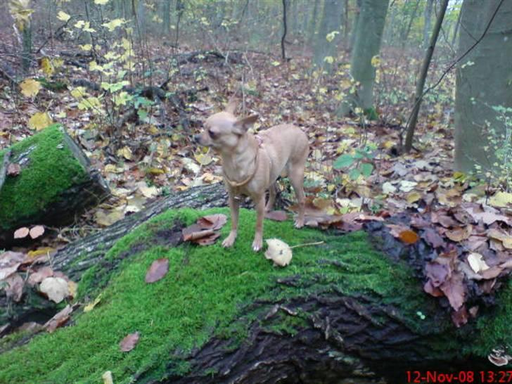 Chihuahua Chili (mors dejlige tøs) - Musen i skoven billede 13