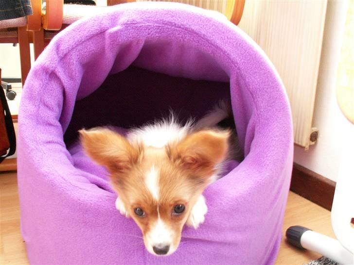 Blanding af racer Luna billede 17