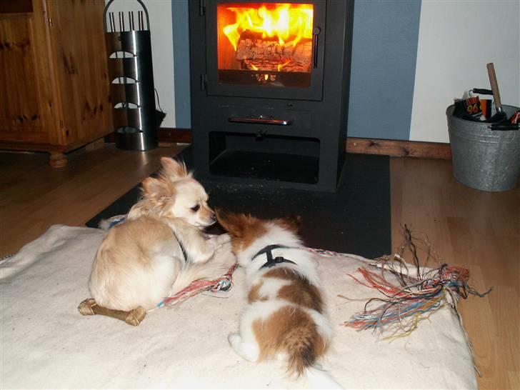 Blanding af racer Luna billede 18