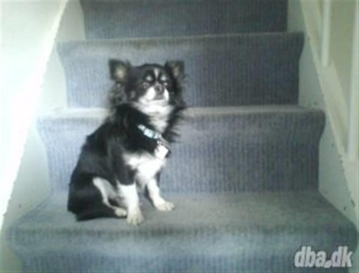 Chihuahua Bertram - Min lille Bertram  billede 1