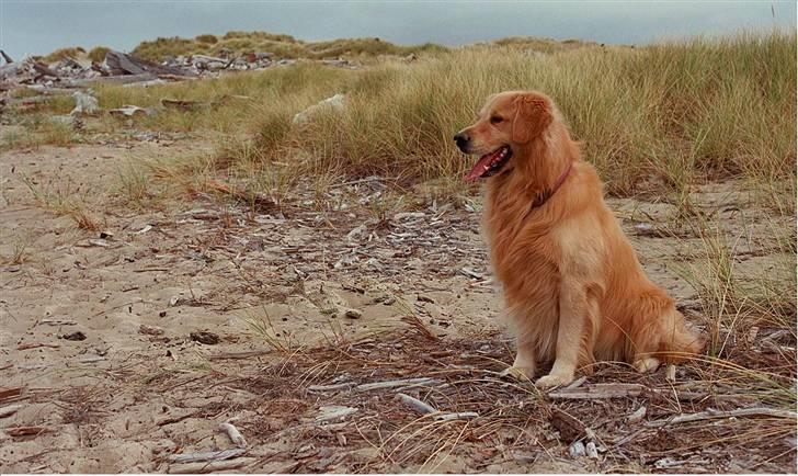 Golden retriever Zorba - Dette billede er taget ved Vesterhavet med et godt kammerer. Det var en af de billeder vi havde som foto inden vores pc gik ned. billede 1