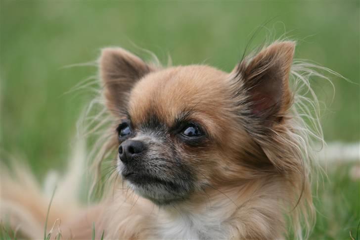 Chihuahua Lady - Min smukke prinsesse. billede 1