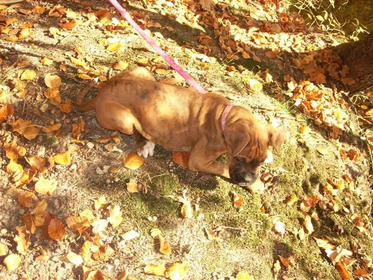 Boxer Emma billede 16