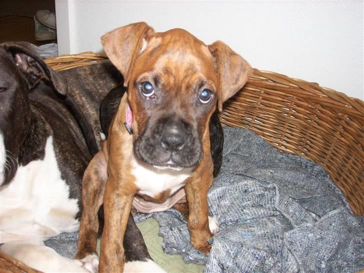 Boxer Emma billede 17