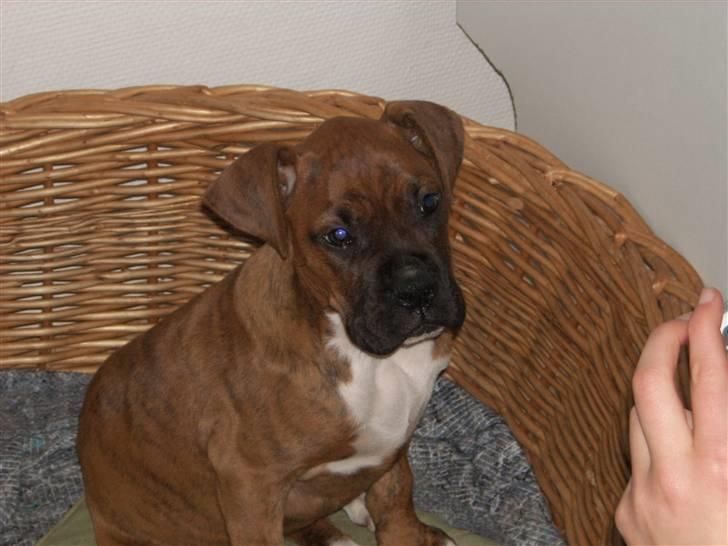 Boxer Emma billede 18