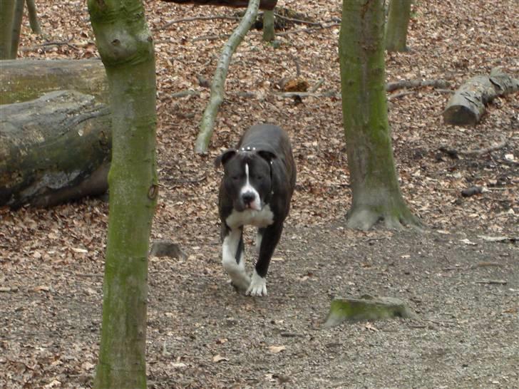 Blanding af racer Kato billede 15