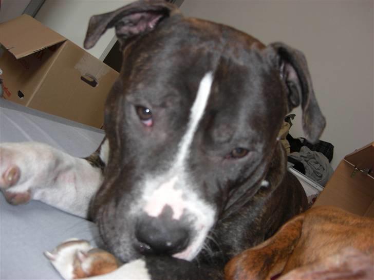 Blanding af racer Kato billede 16