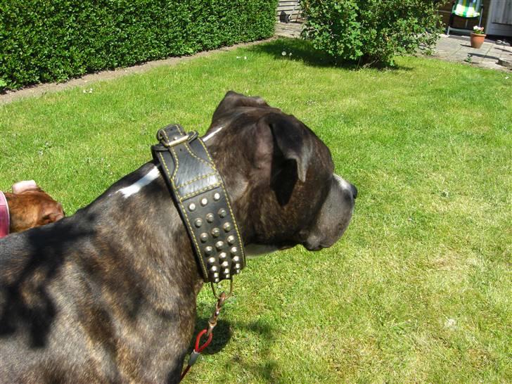 Blanding af racer Kato billede 17