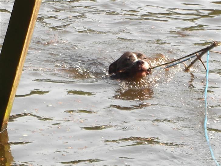 Blanding af racer Kato billede 18