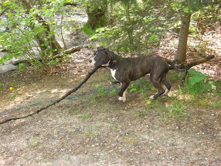 Blanding af racer Kato billede 19