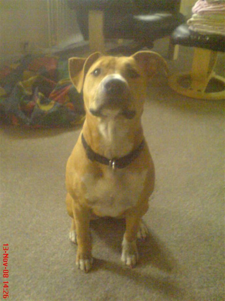 Amerikansk staffordshire terrier Sita billede 10