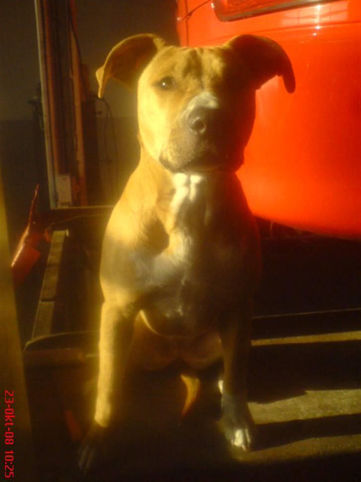 Amerikansk staffordshire terrier Sita billede 11