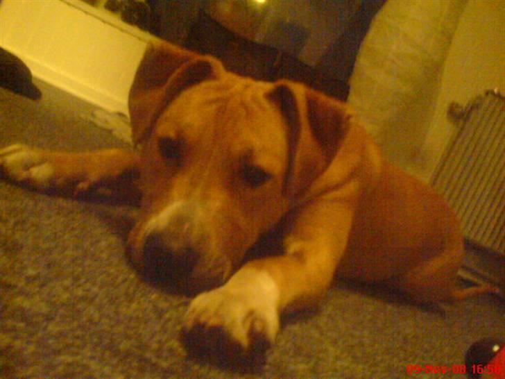 Amerikansk staffordshire terrier Sita billede 12