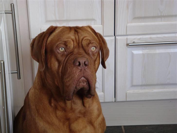 Dogue de bordeaux Ludvig R.I.P billede 1