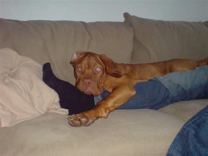 Dogue de bordeaux Ludvig R.I.P billede 2