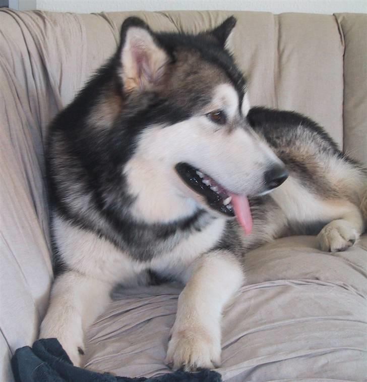 Alaskan malamute Bufas billede 1