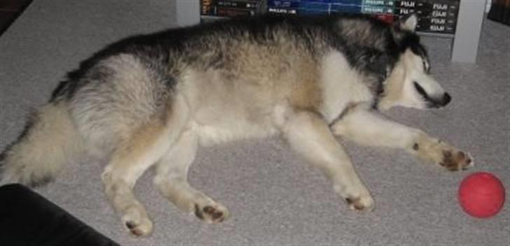 Alaskan malamute Bufas billede 2
