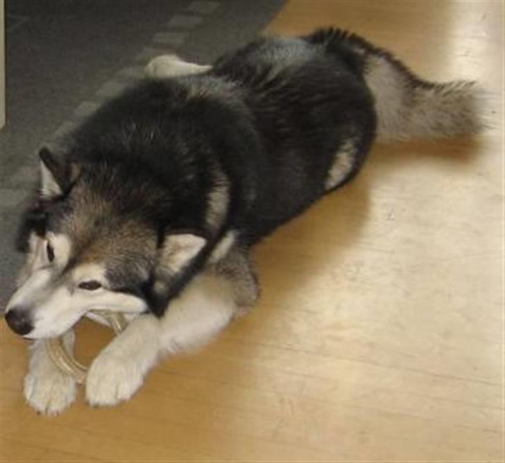 Alaskan malamute Bufas billede 3