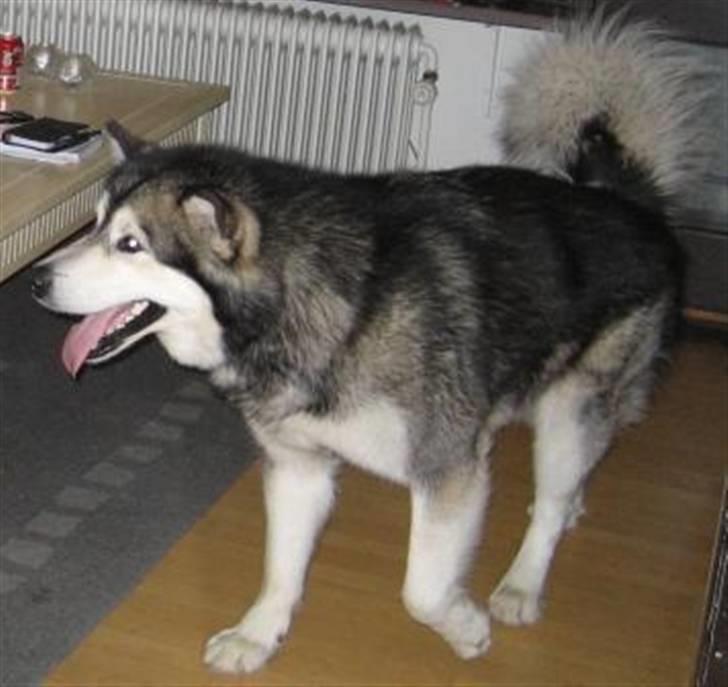 Alaskan malamute Bufas billede 4