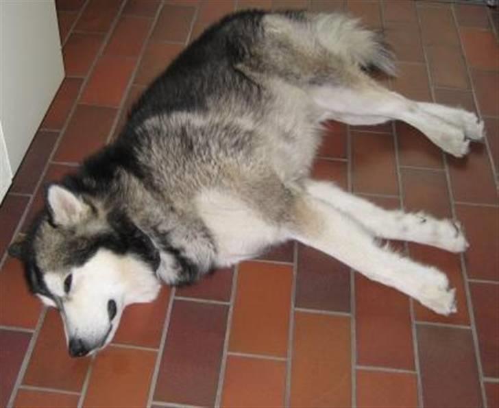 Alaskan malamute Bufas billede 5