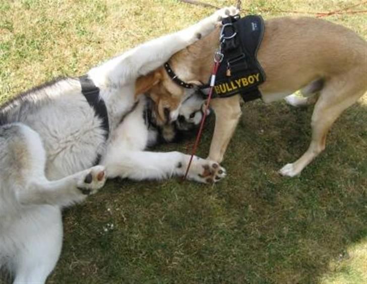 Alaskan malamute Bufas billede 6