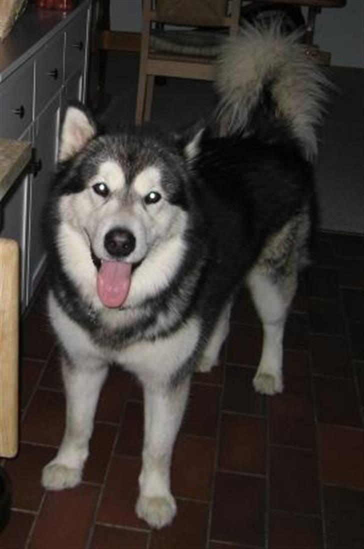 Alaskan malamute Bufas billede 7