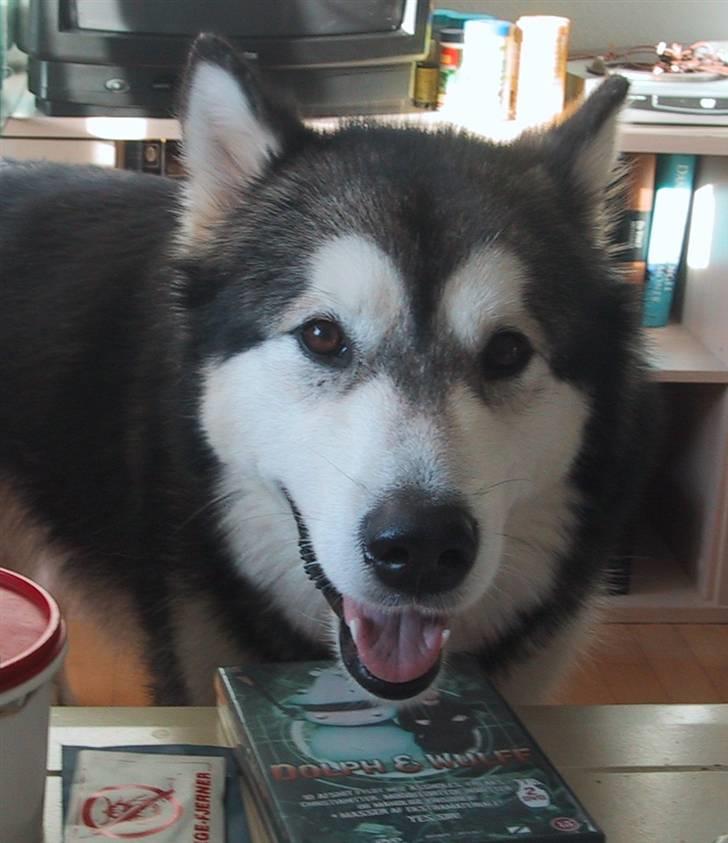 Alaskan malamute Bufas billede 8