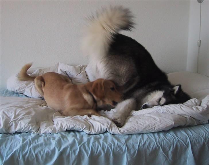 Alaskan malamute Bufas billede 9