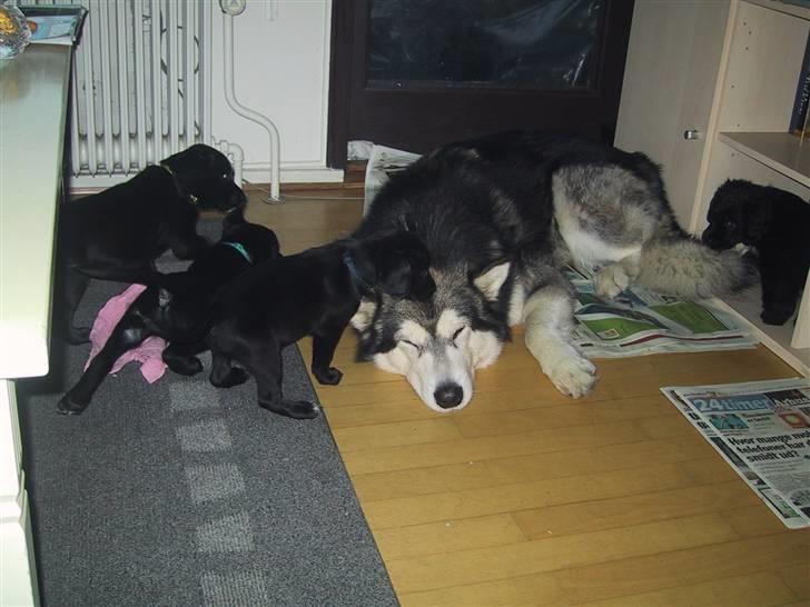 Alaskan malamute Bufas billede 10