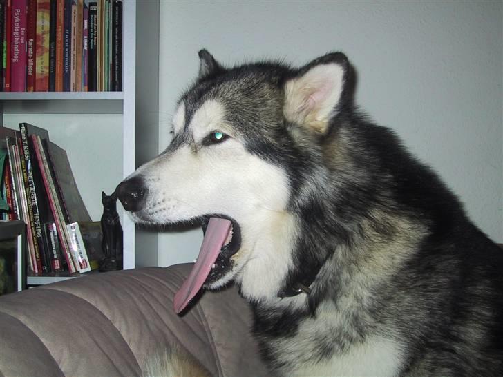 Alaskan malamute Bufas billede 11