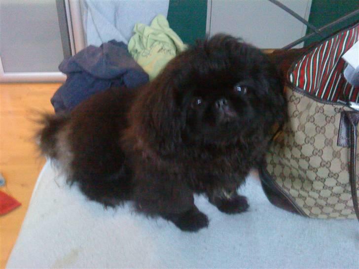 Pekingeser Muggi billede 16