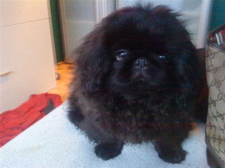 Pekingeser Muggi billede 17