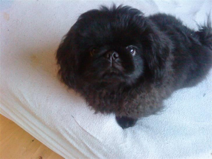 Pekingeser Muggi billede 18