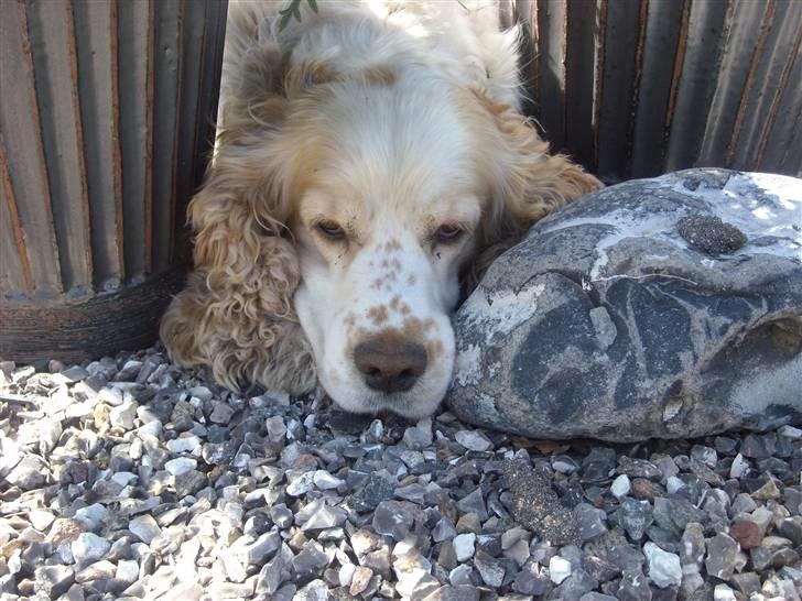 Cocker spaniel Sofus  - hvor er jeg doven  billede 19