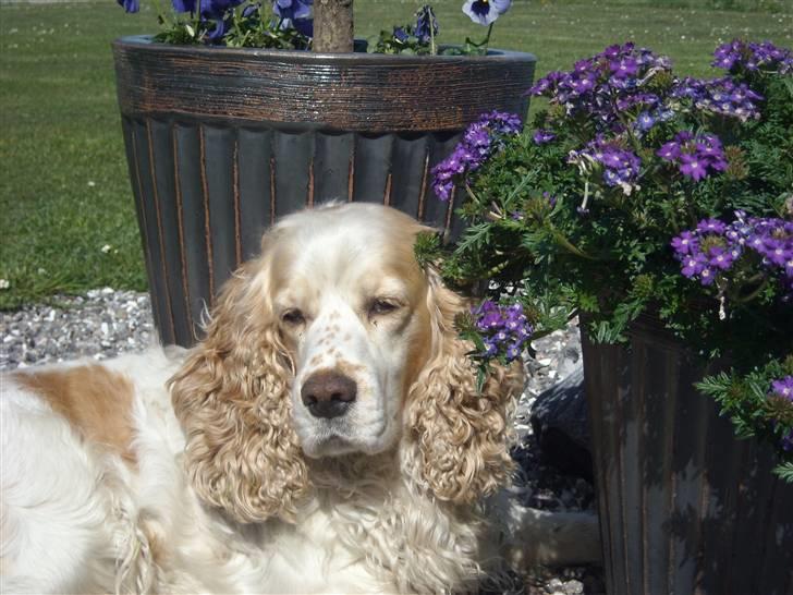Cocker spaniel Sofus  - Jeg synes Sofus var meget fotogen!:) billede 20