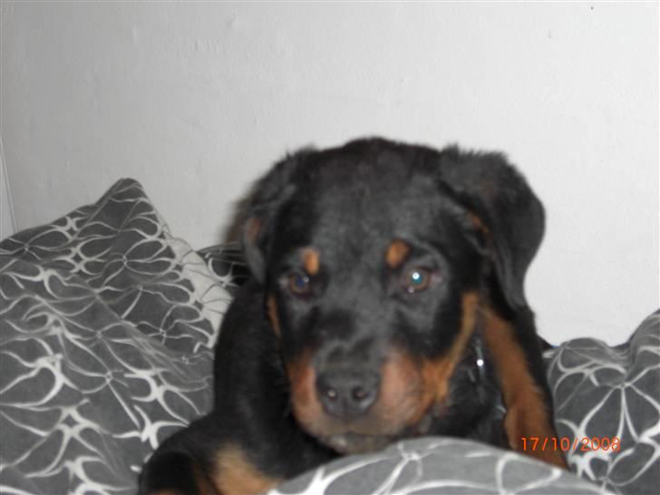 Rottweiler Tayson (aflivet d 1/7-09) billede 7