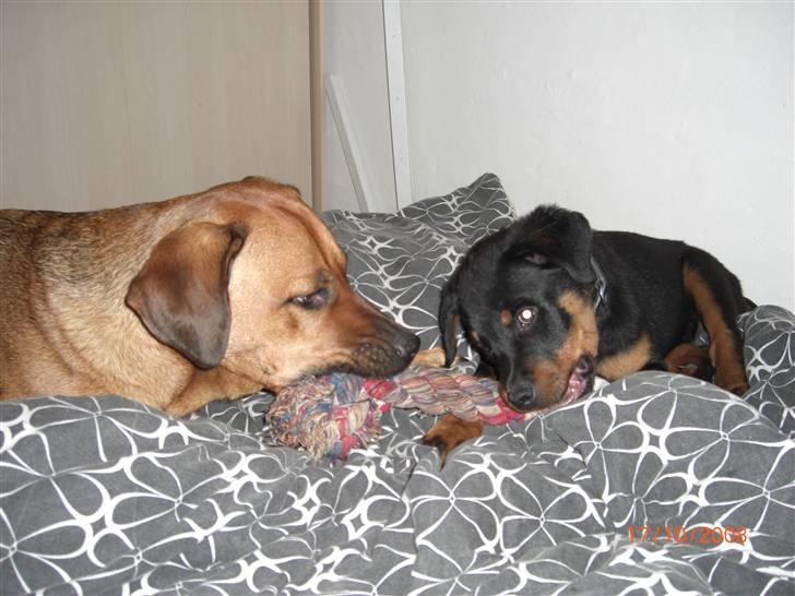 Rottweiler Tayson (aflivet d 1/7-09) billede 8