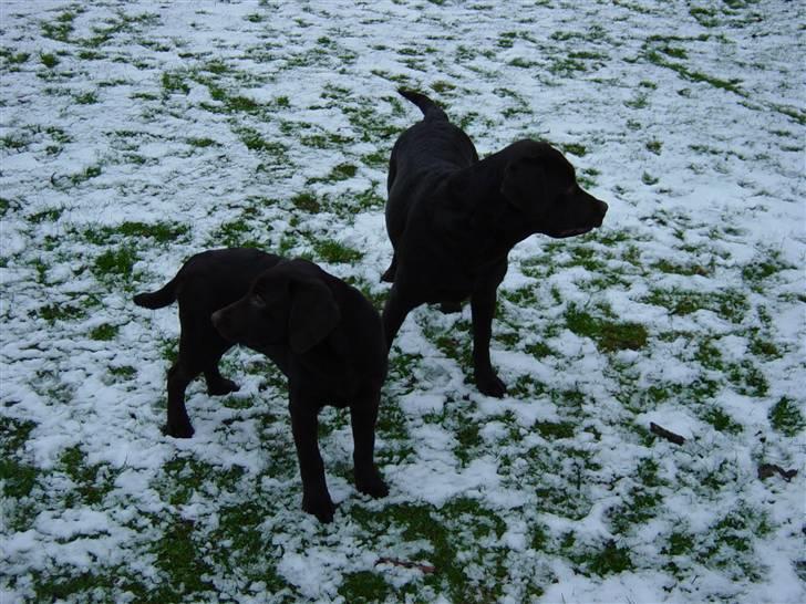 Labrador retriever Luna (Vita) - Vinter Luna og Laika:b billede 11