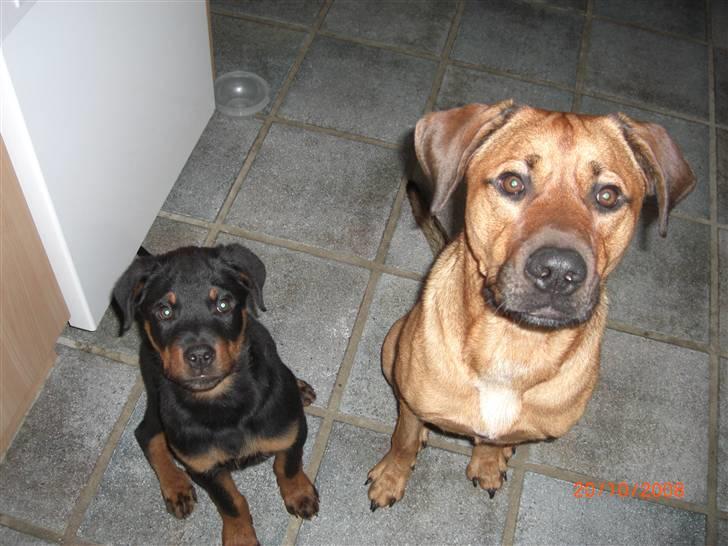 Rottweiler Tayson (aflivet d 1/7-09) billede 9