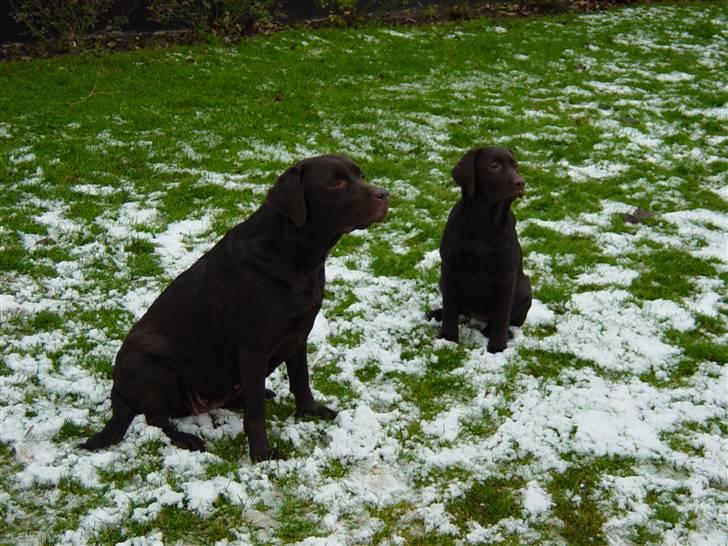 Labrador retriever Luna (Vita) - Endnu et billed af Laika og Luna i sne... billede 12