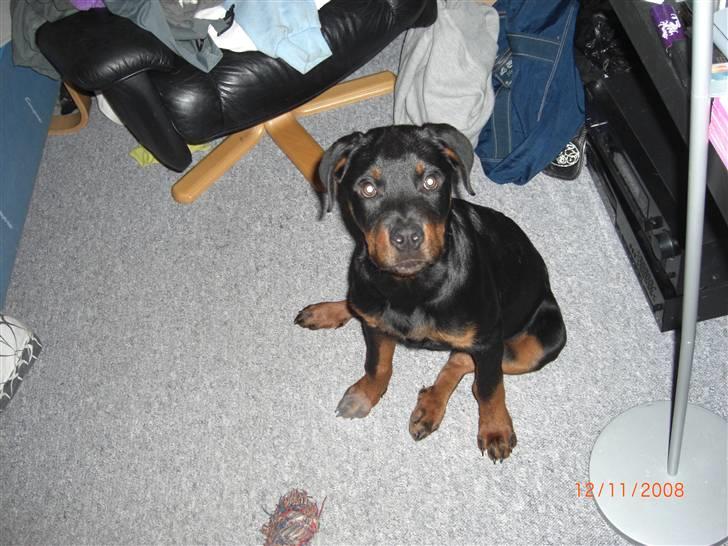 Rottweiler Tayson (aflivet d 1/7-09) billede 10