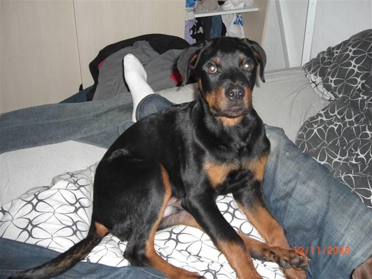 Rottweiler Tayson (aflivet d 1/7-09) billede 11