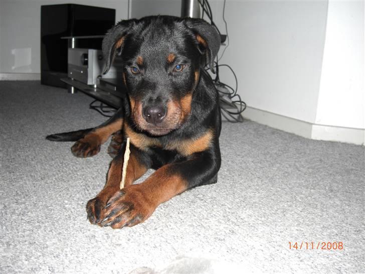 Rottweiler Tayson (aflivet d 1/7-09) billede 12