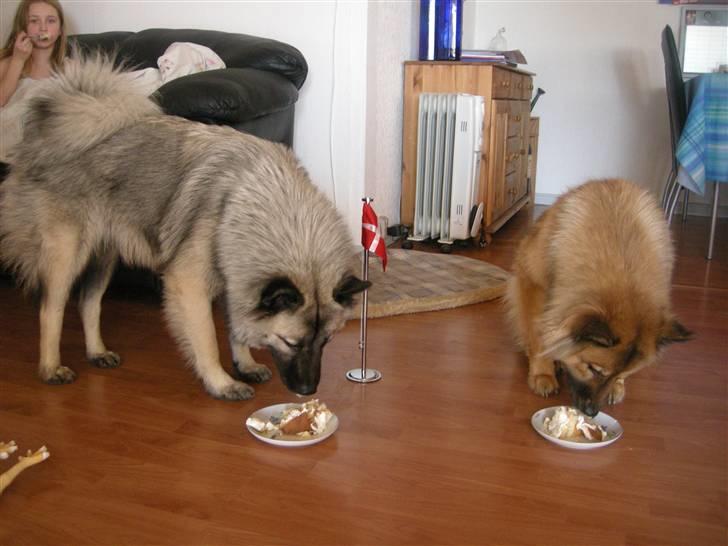 Eurasier kennel Eurojou - Mynte og Bijou fejer fødselsdag billede 6