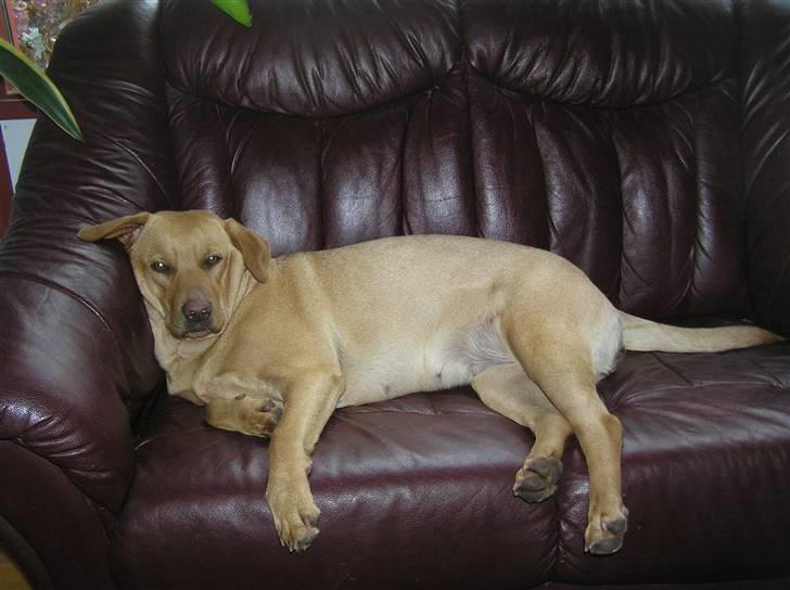 Labrador retriever molly R.I.P billede 4
