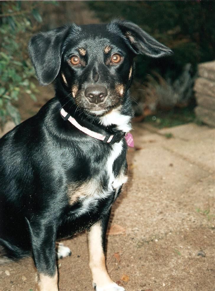 Dansk svensk gaardhund Lilo billede 1