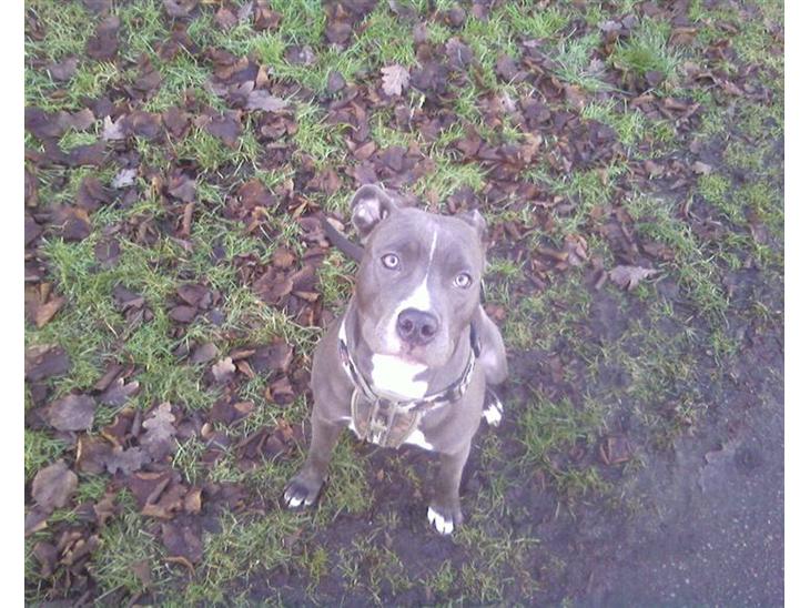 {{currentPhoto.altText}} billede {{currentPhoto.number}}